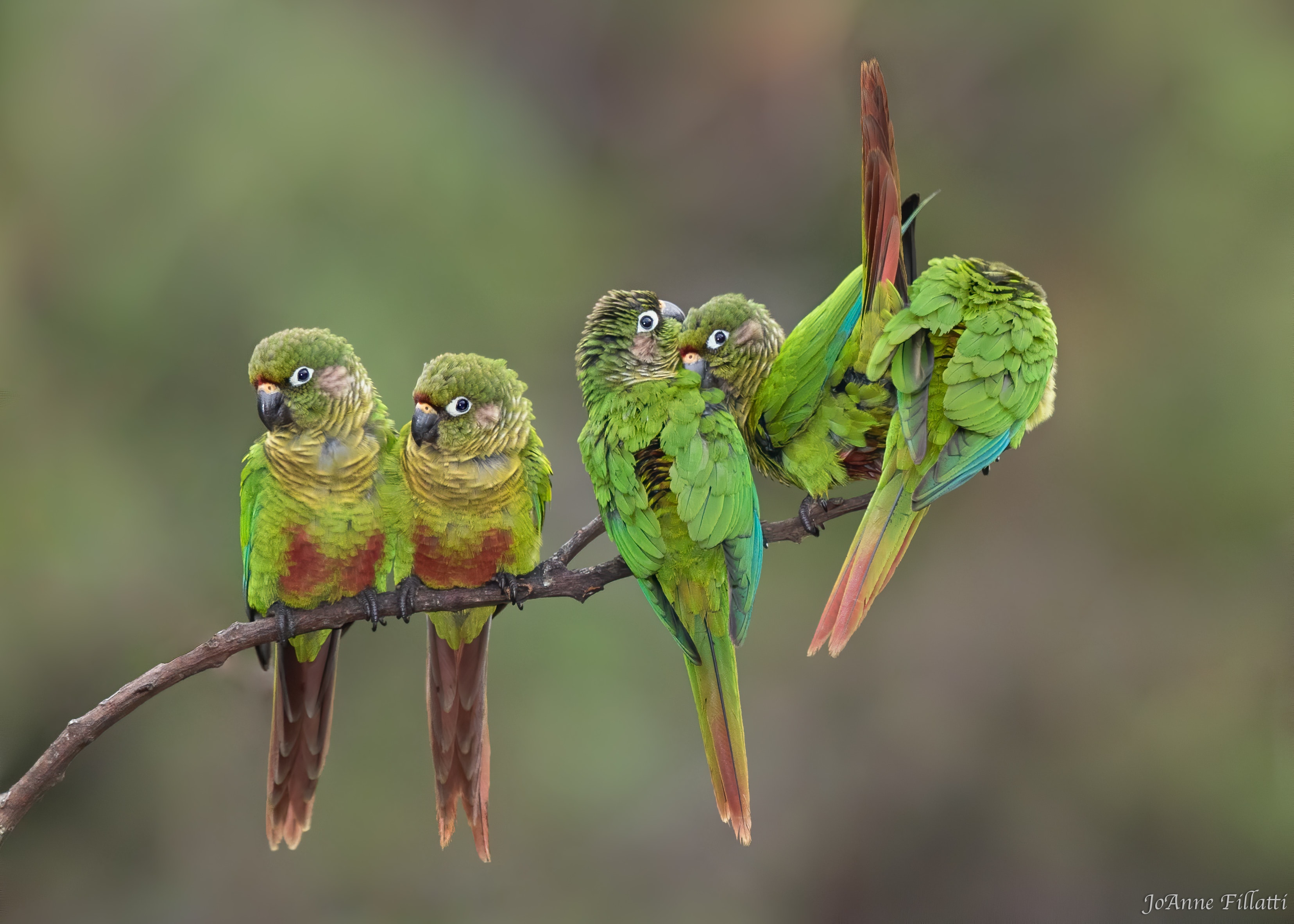 bird of brazil image 8